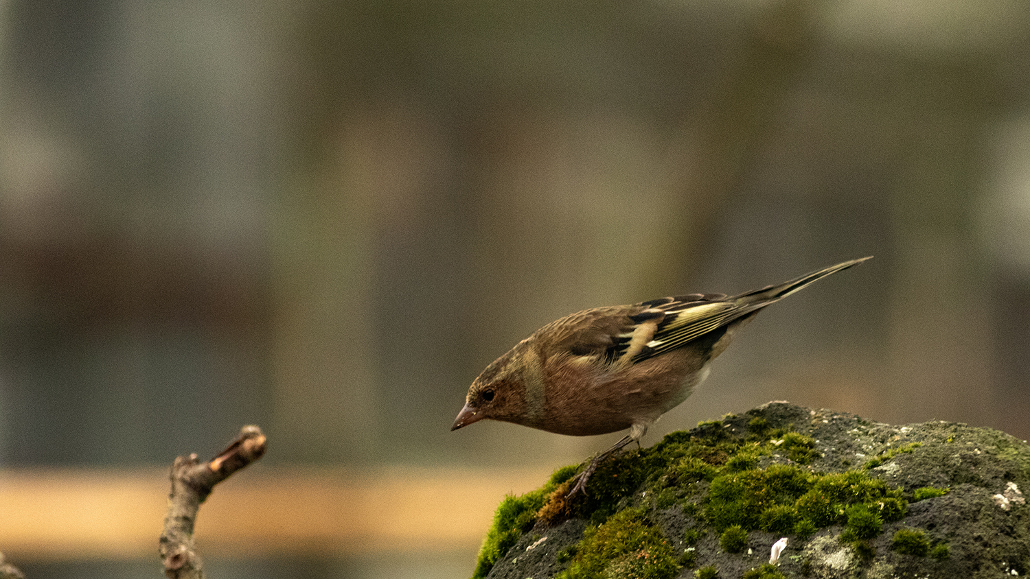 Common Chaffinch